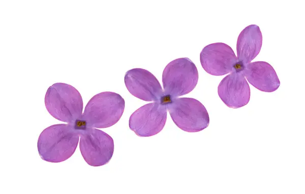 Lilac Blommor Närbild Isolerad Vit Bakgrund Royaltyfria Stockfoton