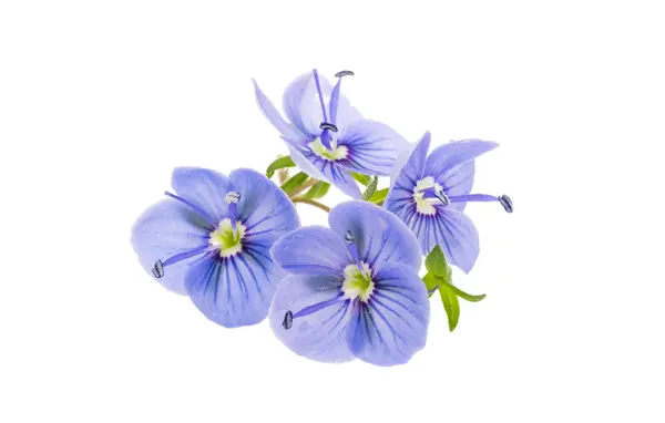 Veronica Flowers Isolated White Background Stock Image