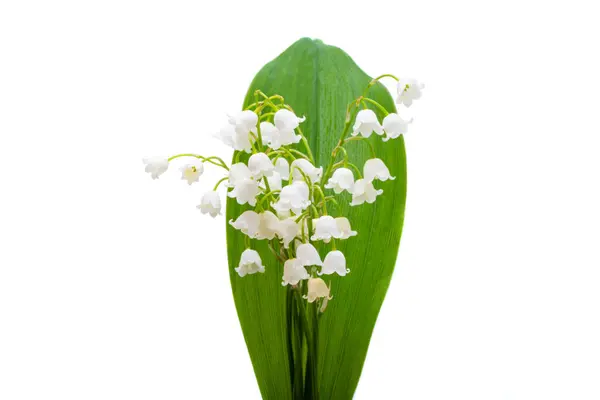 Maiglöckchen Blumen Isoliert Auf Weißem Hintergrund Stockbild