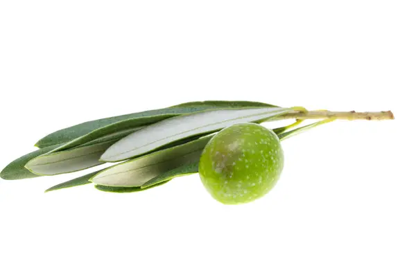带有绿色橄榄树的小枝 在白色背景上隔离 免版税图库照片