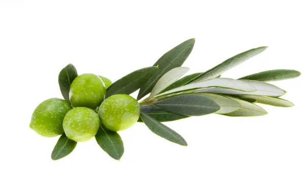 Zweig Mit Grünen Oliven Isoliert Auf Weißem Hintergrund lizenzfreie Stockbilder