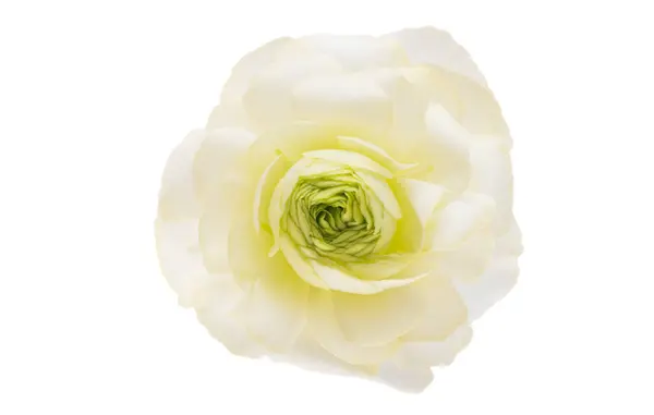 Ranunculus Bloemen Geïsoleerd Witte Achtergrond Rechtenvrije Stockfoto's