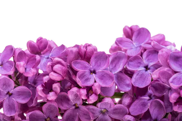 Šeříkové Květy Izolované Bílém Pozadí Stock Snímky