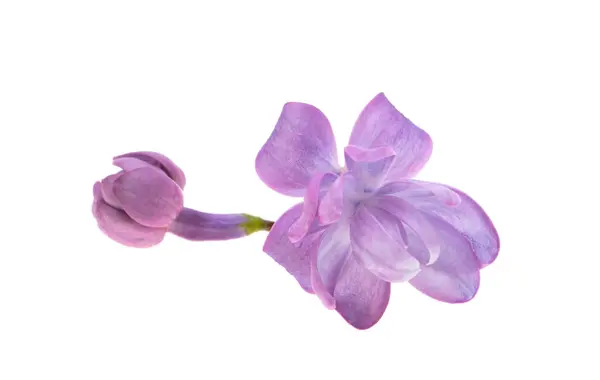 Lila Blommor Isolerad Vit Bakgrund Royaltyfria Stockfoton