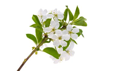 beyaz arkaplanda izole kiraz çiçekleri