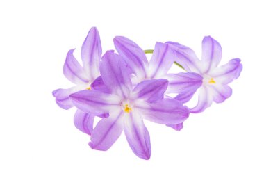 Beyaz arkaplanda Chionodoxa izole
