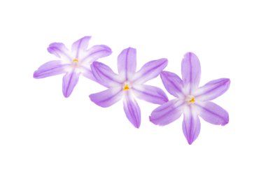 Beyaz arkaplanda Chionodoxa izole