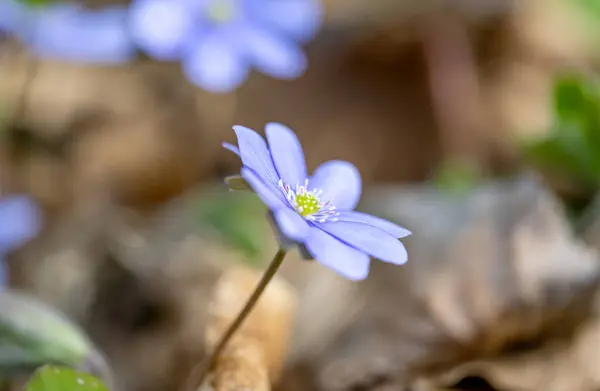 森で育った肝臓の花 ロイヤリティフリーのストック画像
