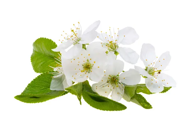 Beyaz Arkaplanda Izole Kiraz Çiçekleri Telifsiz Stok Fotoğraflar