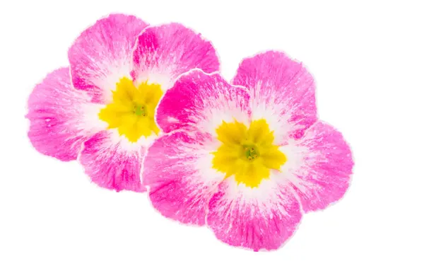 Primrose Bloemen Geïsoleerd Witte Achtergrond Stockfoto