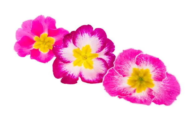 Primrose Blommor Isolerad Vit Bakgrund Royaltyfria Stockfoton