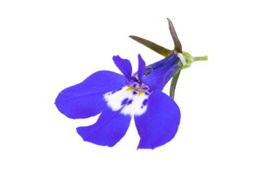 Beyaz arkaplanda mavi lobelia izole