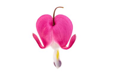 Beyaz arkaplanda izole edilmiş dicentra çiçekler