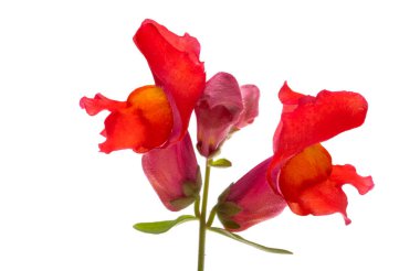 Antirrhinum çiçekleri beyaz arkaplanda izole edilmiş