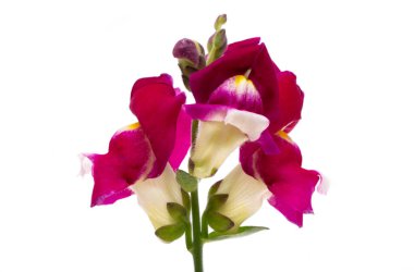 Antirrhinum çiçekleri beyaz arkaplanda izole edilmiş