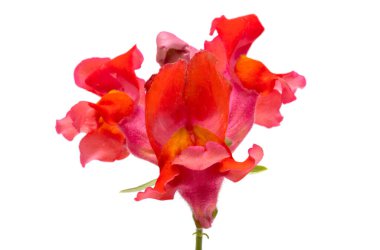 Antirrhinum çiçekleri beyaz arkaplanda izole edilmiş