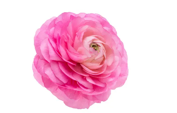 Beautiful Ranunculus Flower Isolated White Background Stock Picture