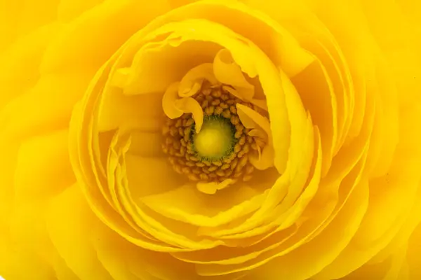 Krásný Ranunculus Květiny Izolované Bílém Pozadí Stock Fotografie