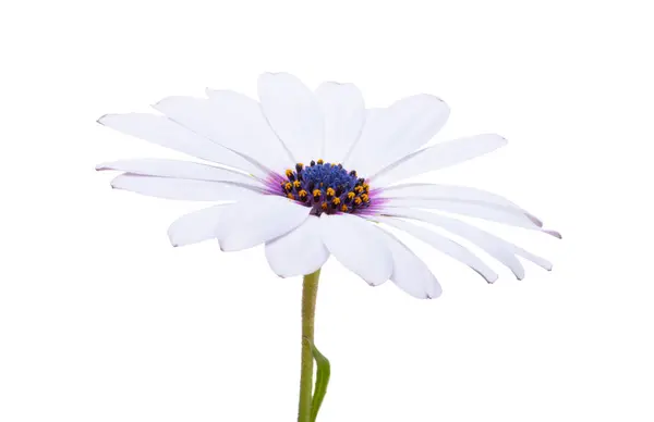Bílá Osteospermum Květiny Izolované Bílém Pozadí Stock Snímky
