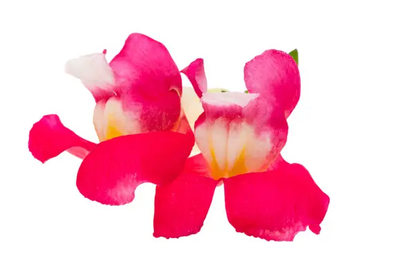 Antirrhinum Květiny Izolované Bílém Pozadí Stock Obrázky