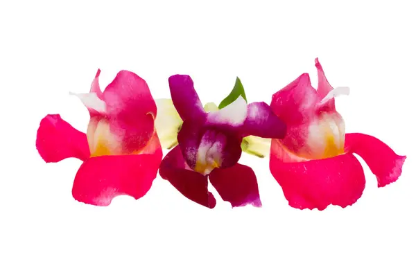 Antirrhinum Květiny Izolované Bílém Pozadí Royalty Free Stock Obrázky