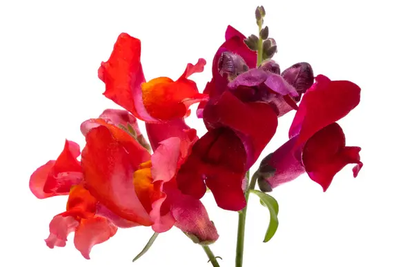 Antirrhinum Flowers Isolated White Background Stock Picture