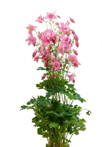 Rosa Aquilegia Blommor Isolerad Vit Bakgrund Stockbild