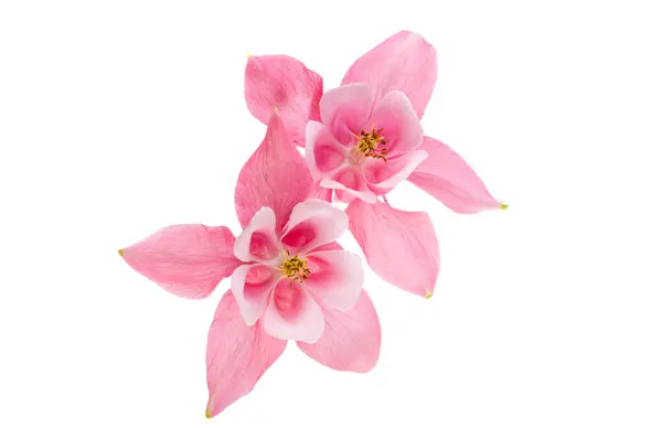 Pink Aquilegia Flowers Isolated White Background Stock Image