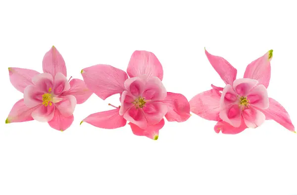 Rosa Aquilegia Blüten Isoliert Auf Weißem Hintergrund lizenzfreie Stockfotos