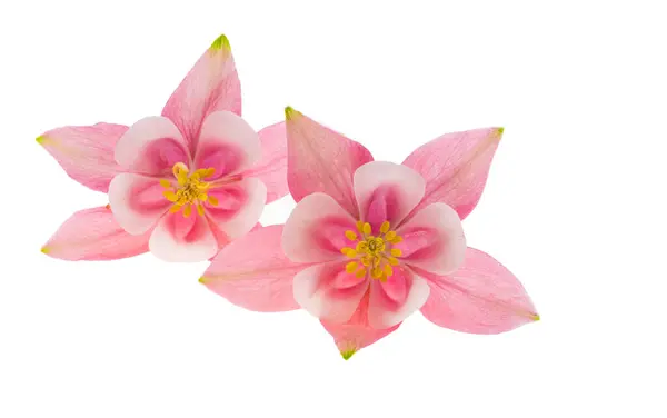 Pink Aquilegia Flowers Isolated White Background Royalty Free Stock Photos