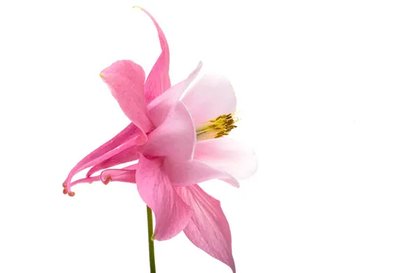 Roze Aquilegia Bloemen Geïsoleerd Witte Achtergrond Stockfoto