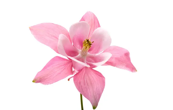 Rosa Aquilegia Blüten Isoliert Auf Weißem Hintergrund lizenzfreie Stockbilder