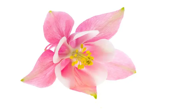 Flores Color Rosa Aquilegia Aisladas Sobre Fondo Blanco Fotos de stock libres de derechos