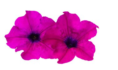 izole beyaz zemin petunya çiçeği