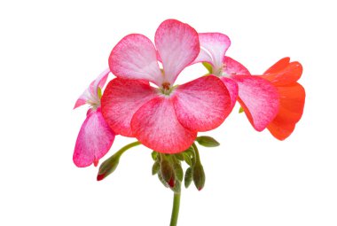 Beyaz arka plan üzerinde izole ıtır çiçeği