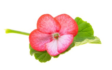 Beyaz arka plan üzerinde izole ıtır çiçeği