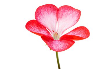 Beyaz arka plan üzerinde izole ıtır çiçeği