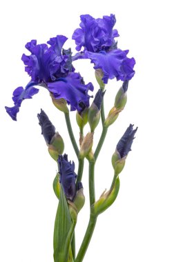 İris çiçeği mavi beyaz arkaplanda izole edilmiş