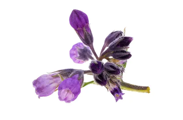 stock image comfrey flower isolated on white background
