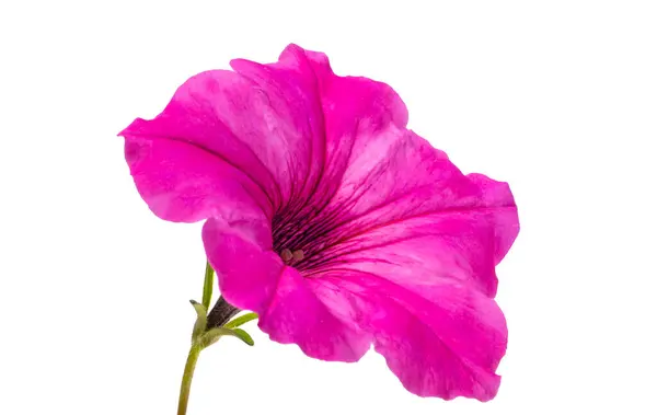 Petunienblüte Isoliert Auf Weißem Hintergrund lizenzfreie Stockfotos