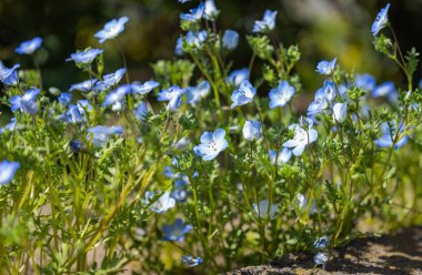 Çiçek tarhında yetişen mavi nemofilya çiçekleri