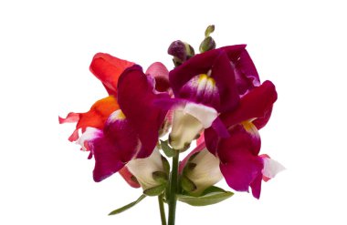 Beyaz arka plan üzerinde izole aslanağzı çiçeği