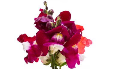 Beyaz arka plan üzerinde izole aslanağzı çiçeği