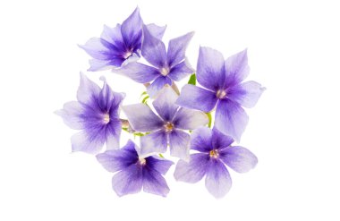 phlox çiçeği beyaz arkaplanda izole edildi