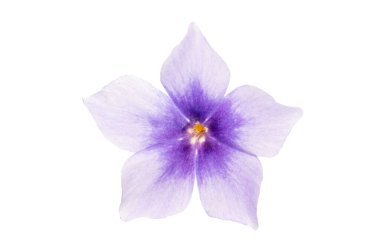 phlox çiçeği beyaz arkaplanda izole edildi