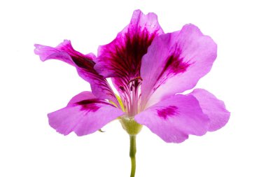 pelargonium beyaz arkaplanda izole edildi