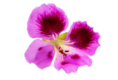 pelargonium beyaz arkaplanda izole edildi