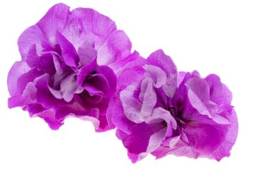  izole beyaz zemin petunya çiçeği