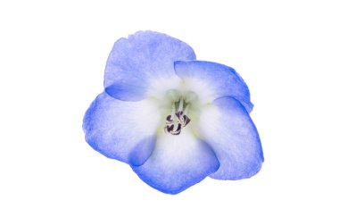 Mavi nemofilli çiçek beyaz arkaplanda izole edilmiş.