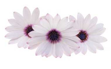 Beyaz arkaplanda yalıtılmış osteospermum çiçeği